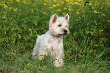 WESTIE 433